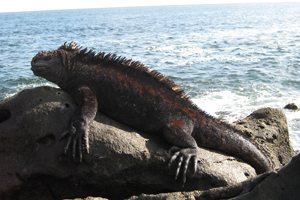Galapagos Iguana